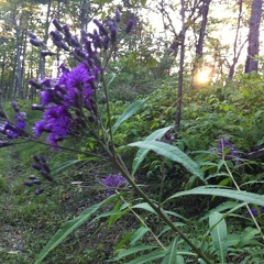 Auxier Ridge, a year after the fire